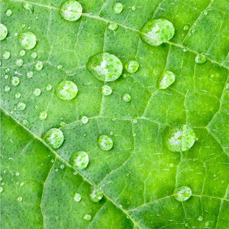 دانلود آهنگ یار وفادار علی میرزایی